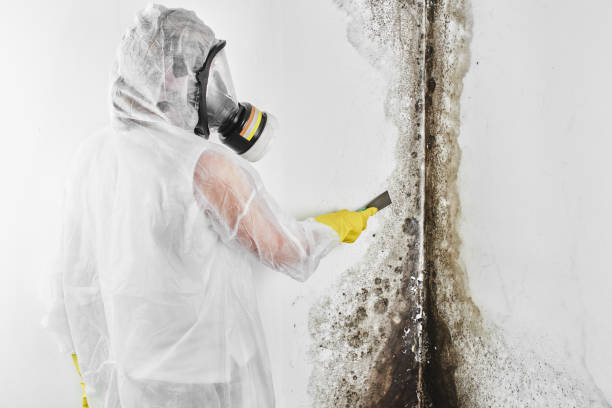 Attic Mold Removal in Hawkins, TX