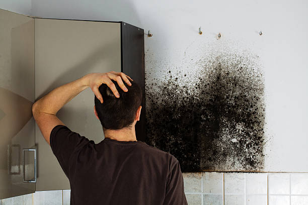 Best Same-Day Mold Removal  in Hawkins, TX