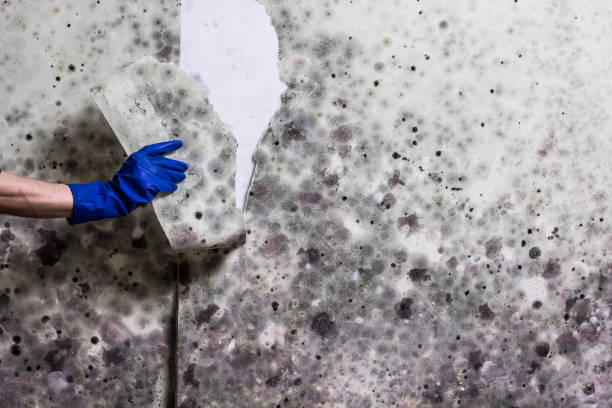 Best Professional Mold Removal  in Hawkins, TX