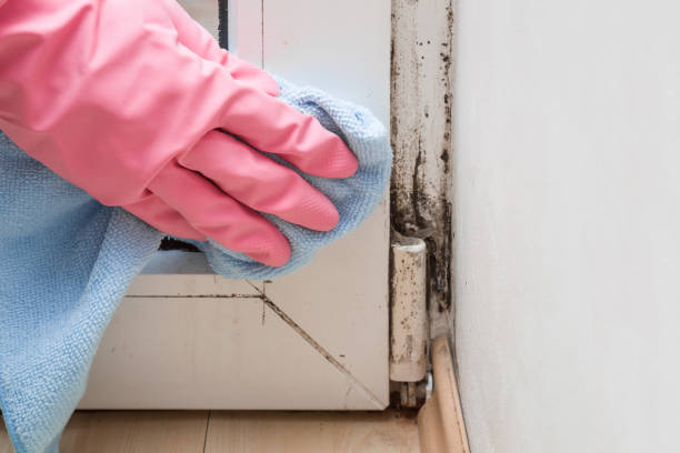 Best Certified Mold Removal  in Hawkins, TX